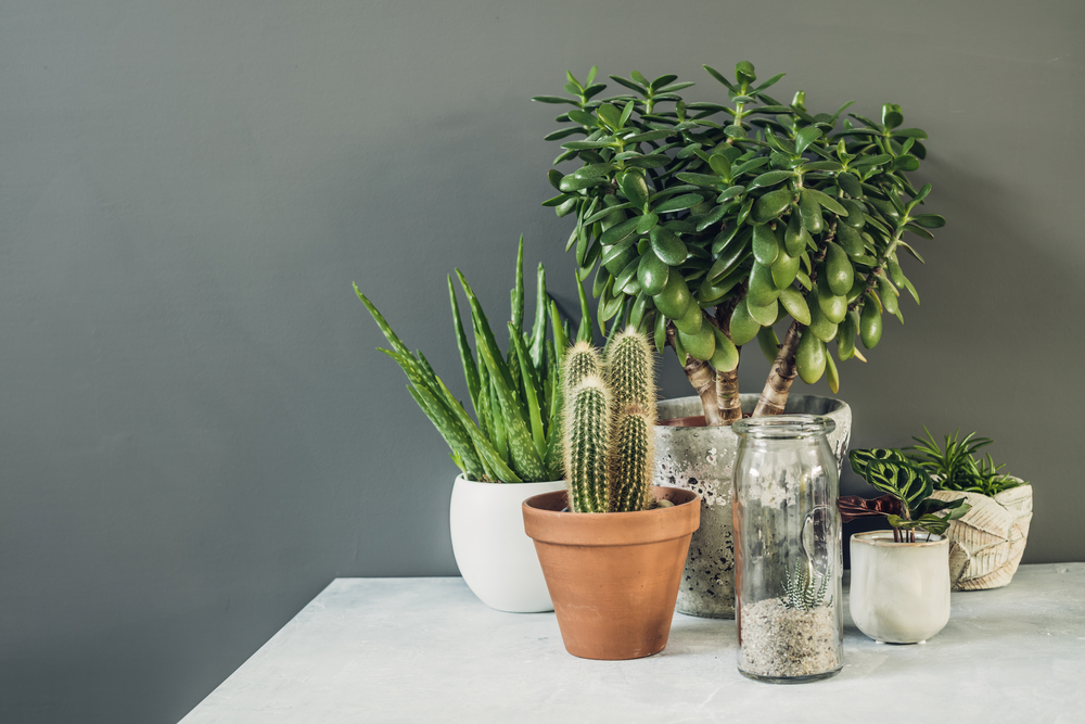 The Best Plants For Indoor Air Quality