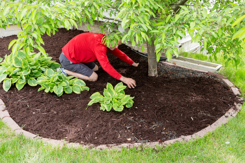 How To Use Mulch Around Trees