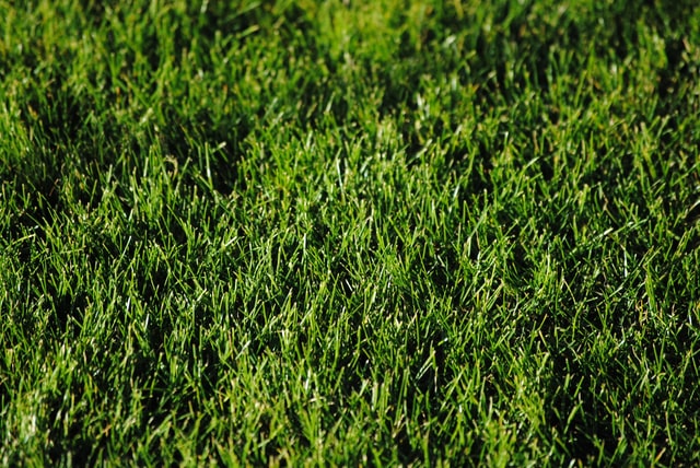 When is the Best Time to Plant Grass?